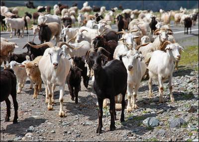 Горно-Алтайские козы