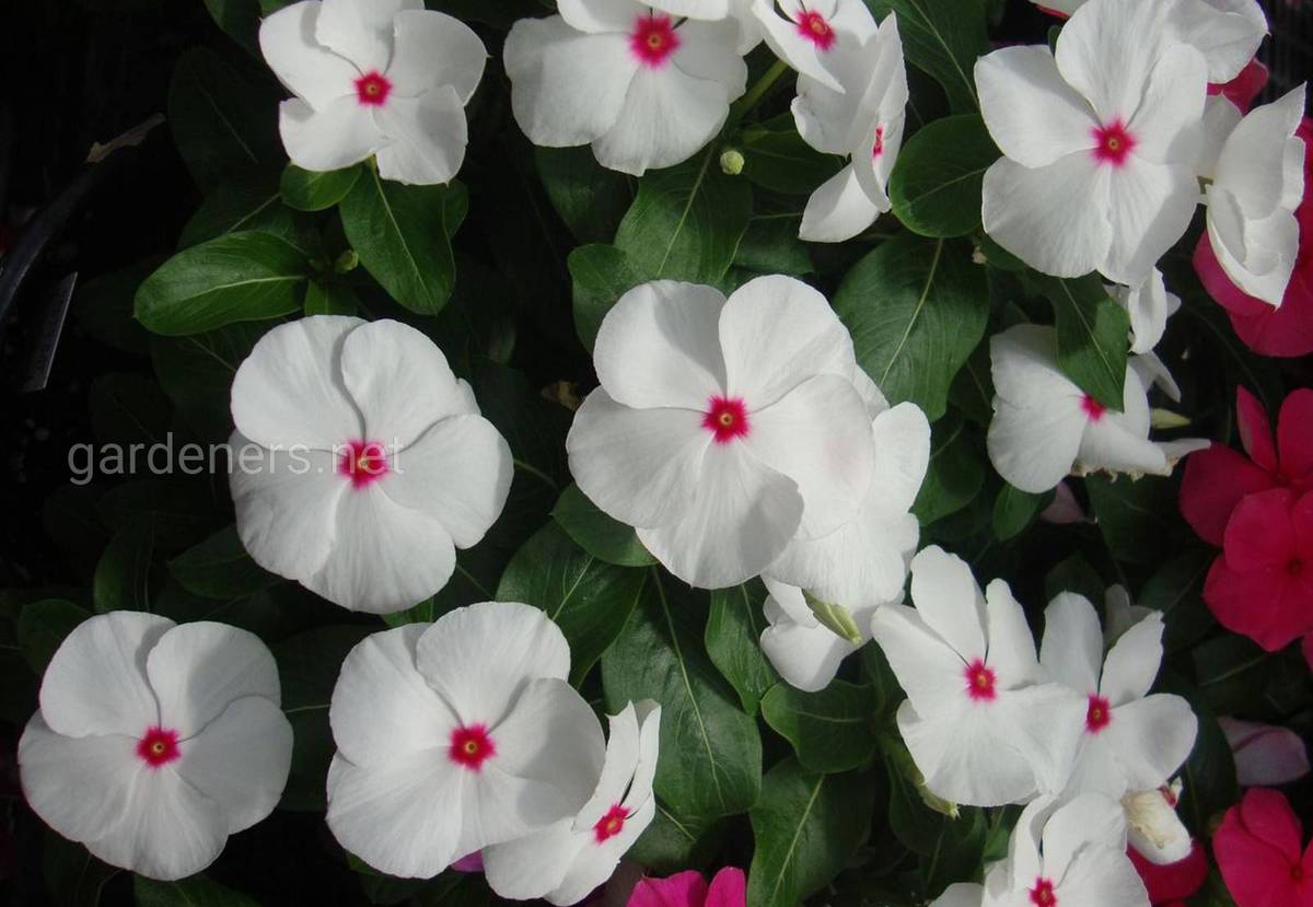 Catharanthus Pacifica