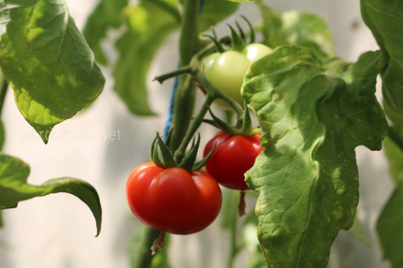 Як вирощувати помідори на своєму балконі без зайвих клопотів?