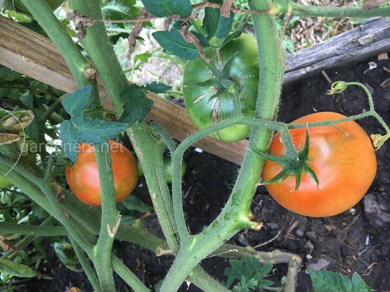 Какие овощные культуры подходят томатам?
