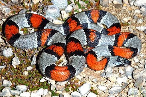 Молочна змія червоно-сіра