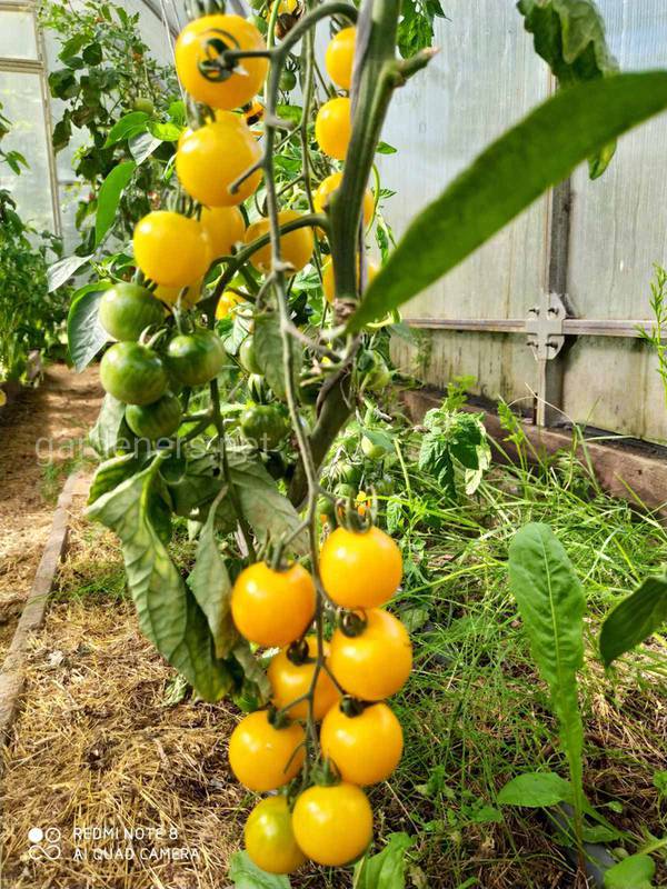 Что можно использовать в качестве мульчи при выращивании помидоров?