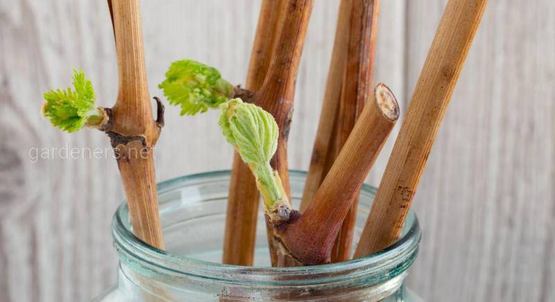 Зимнее укоренение виноградных чубуков: 5 способов сделать так, чтобы черенок пустил корни