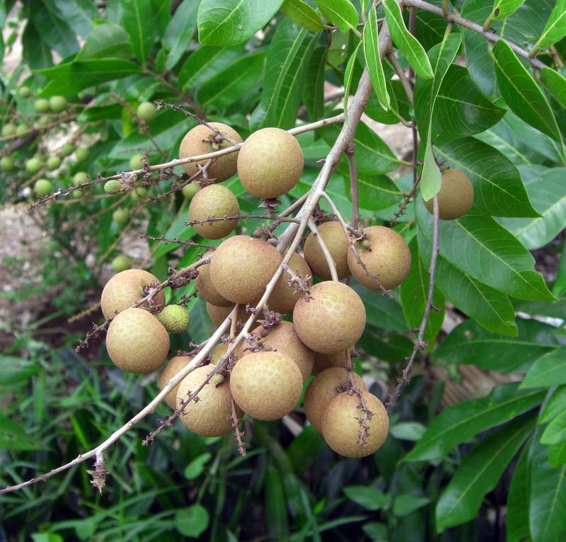 Лонган, описання фрукта 