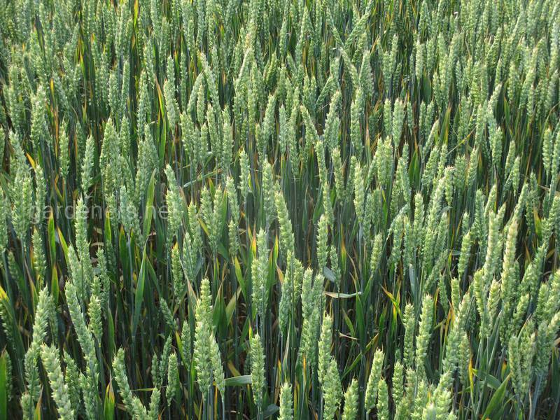 Скільки разів необхідно підживлювати пшеницю та як вони  впливают на врожай?