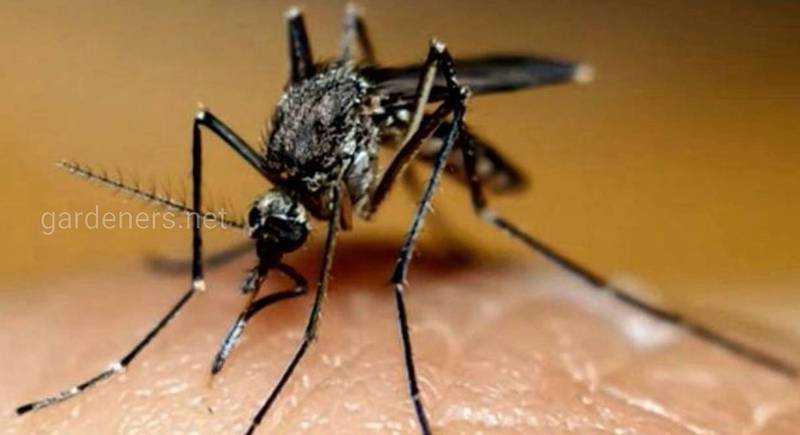 Лихоманка Тягиня - гостре вірусне захворювання, що передають кровосисні види комарів