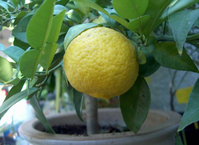 Лимон ічанський