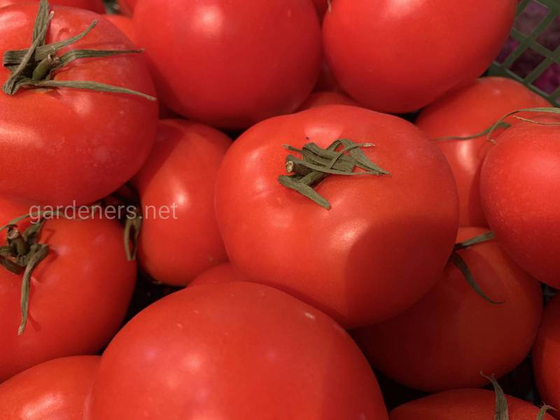 Цікавий овоч - помідор