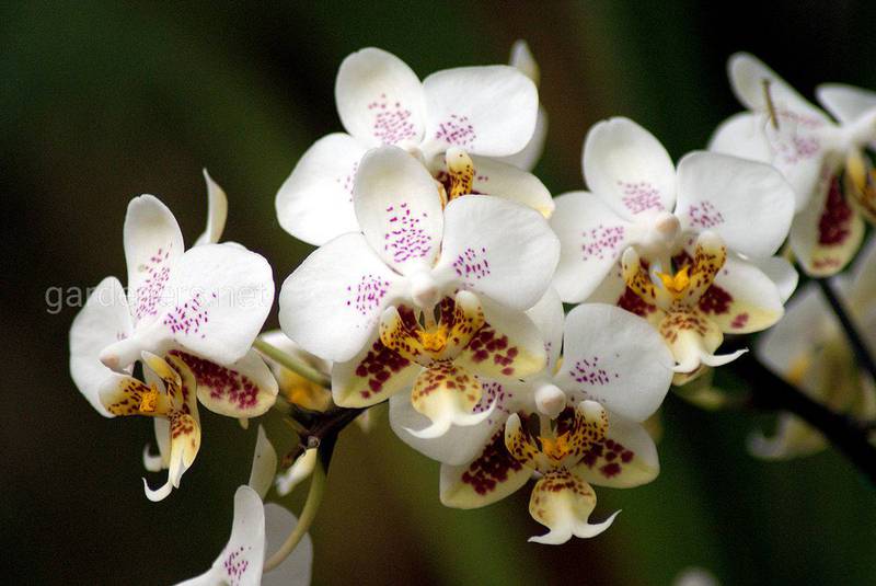 Как выбрать и правильно ухаживать за орхидеей?