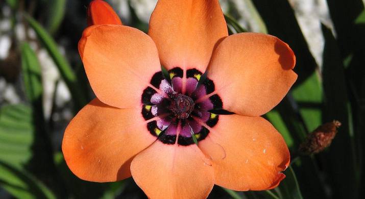 Спараксис – экзотический цветок на вашем участке. Посадка и уход