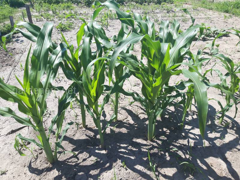 Каковы основные симптомы недостатка калия и магния при выращивании кукурузы?