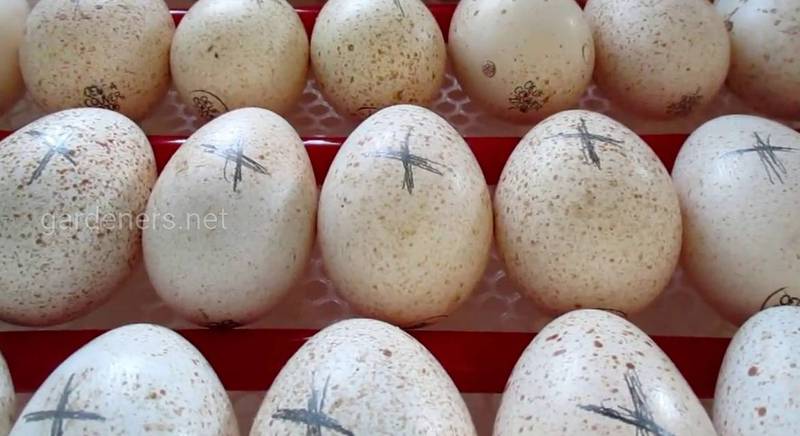 Режим інкубації індичих яєць: правила і норми
