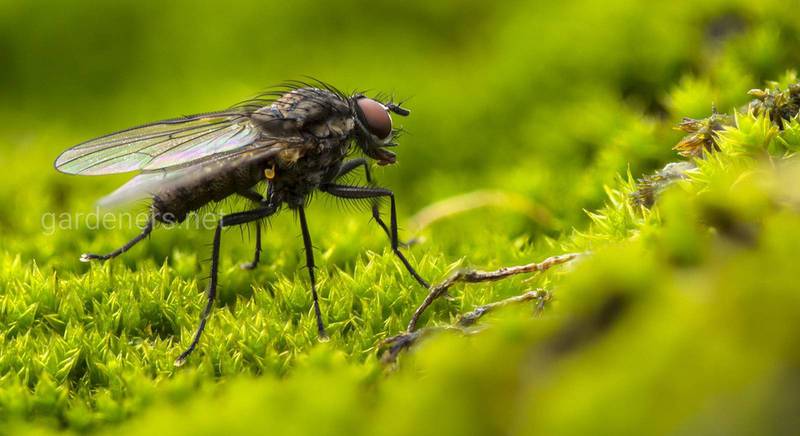 Как бороться с мухами самыми простыми способами?