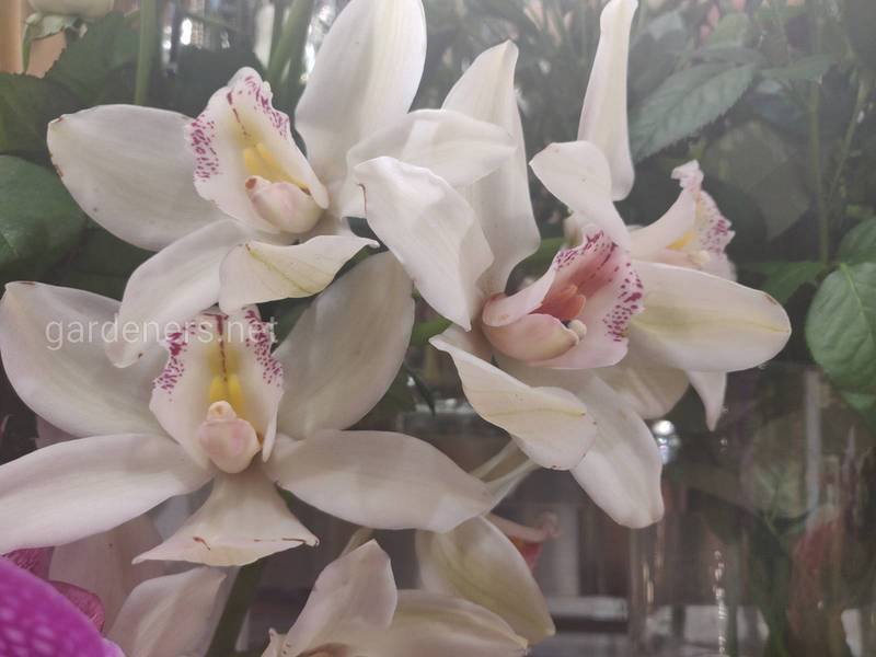 Как ухаживать за орхидеей после цветения?  срезание