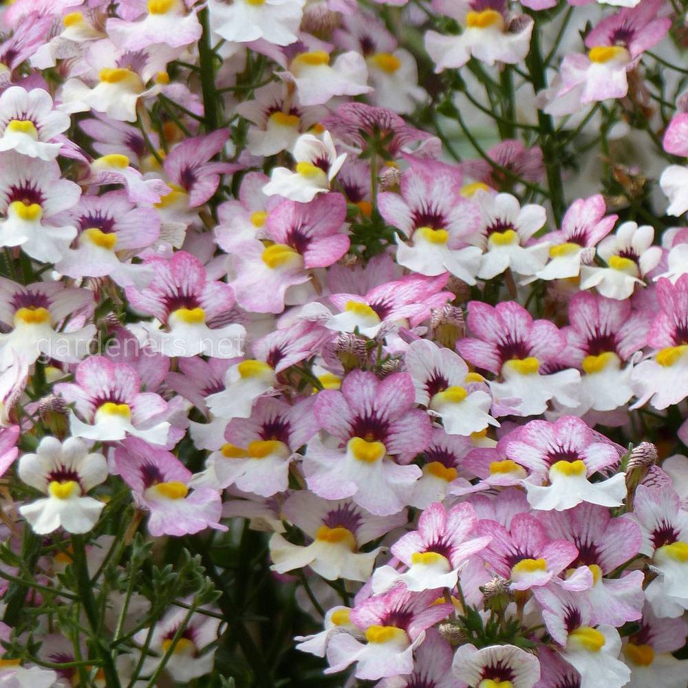 Nemesia Sunsatia Plus «Lychee»