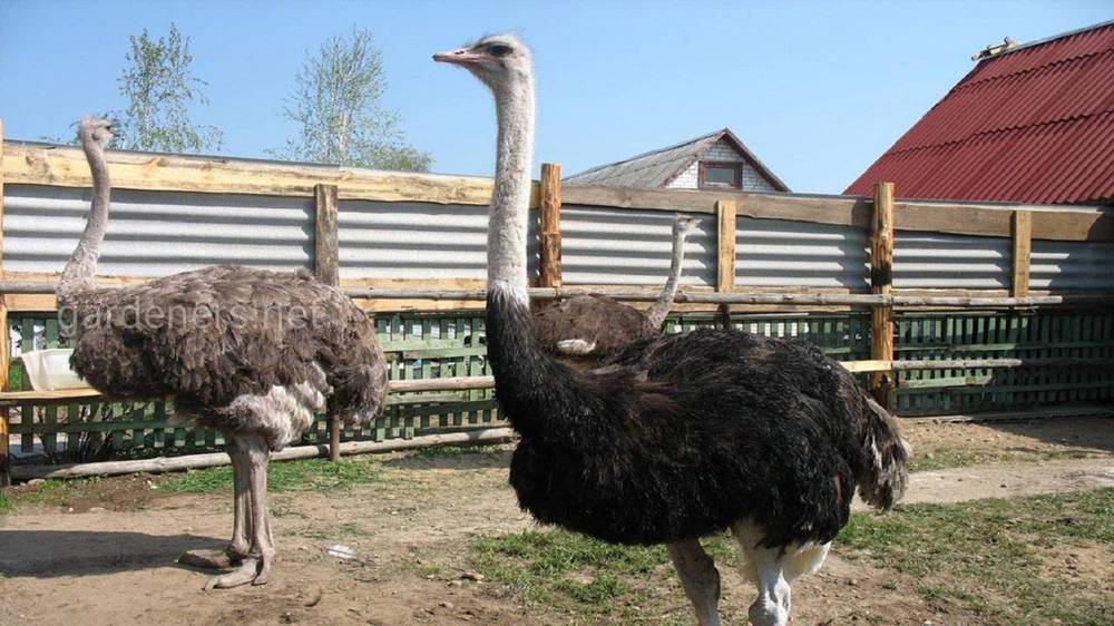 Цілі, плюси та мінуси розведення страусів