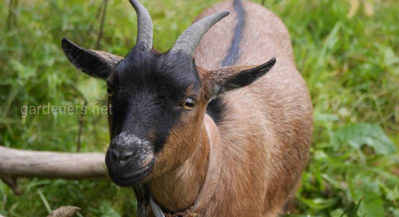 Вагітність і окот кози: догляд до і після