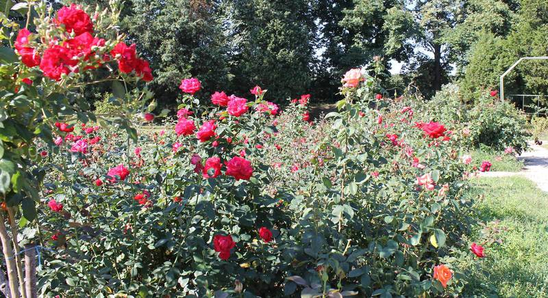 Як правильно доглядати за трояндами? - поради від співробітниці розарію Ботсаду ім. Гришка