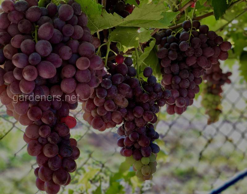 13 цікавих фактів про виноград
