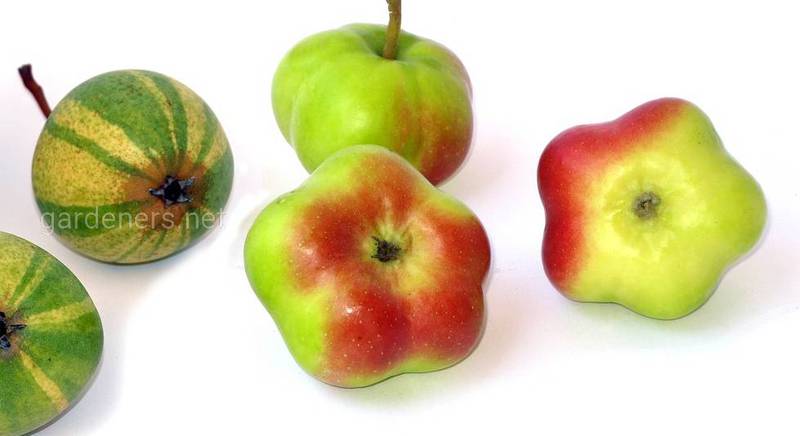 Апістар – незвичайний і декоративний сорт яблук