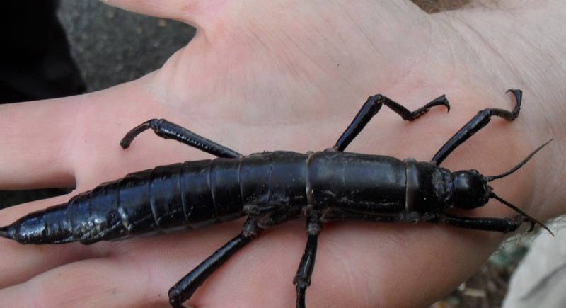 Древесный омар или гигантский палочник - самое редкое насекомое на земле 