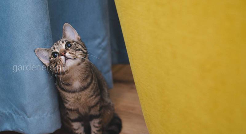 Кот в доме: как приучить его к лотку