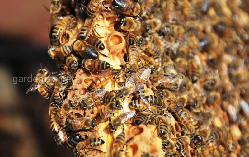 Як бджоли опалюють вулик?