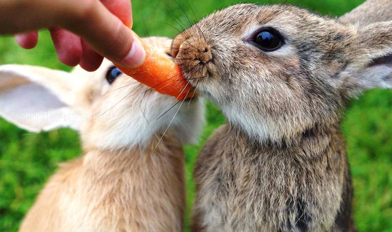 Кролики — чудові домашні улюбленці