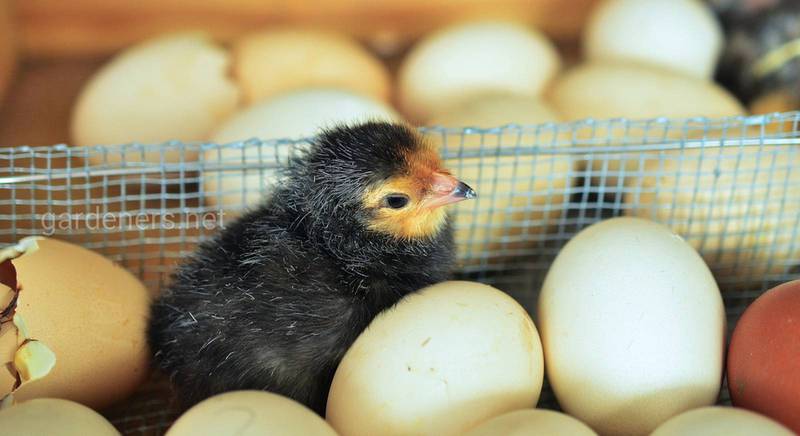Знесла курочка яєчко: як домогтися високої несучості