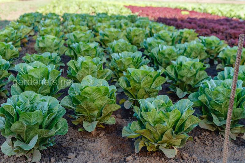 Як вирощувати зимовий салат?