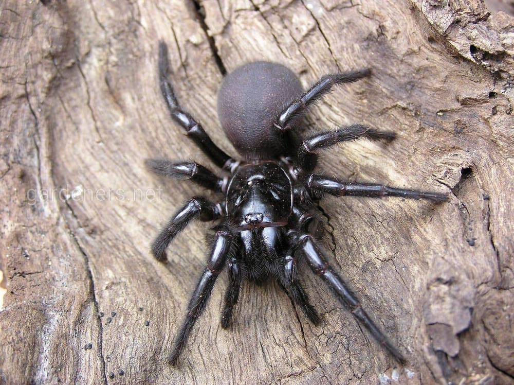 Сіднейський воронкоподібний павук