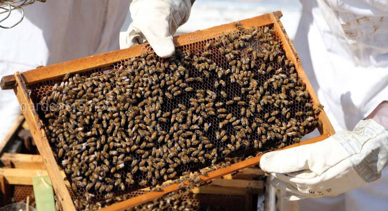 Бджільництво в Єгипті: унікальні факти і досягнення