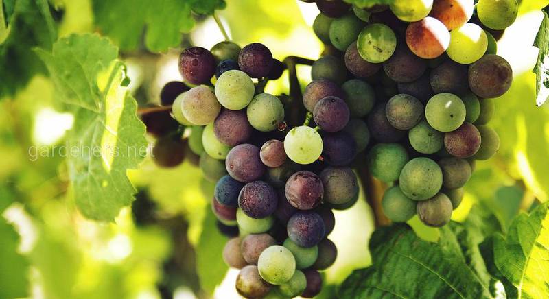 Особенности и преимущества винограда для беседки. Лучшие сорта для высокого урожая