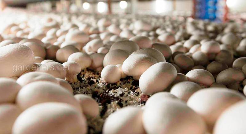 Вирощування грибів як агробізнес: що потрібно для створення бізнесу, плюси та мінуси