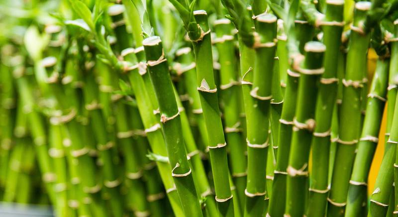 Бамбук – нетребовательное растение для вашего дома. Выращиваем бамбук дома