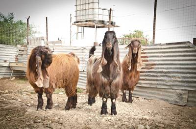 Дамасские козы шами