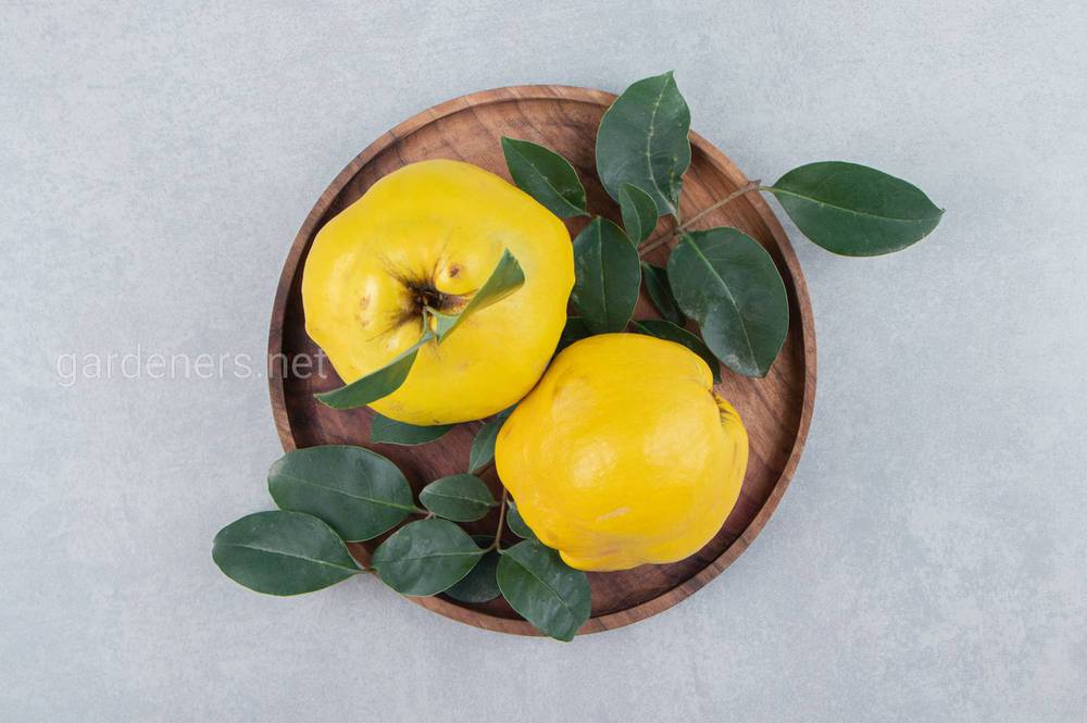 two-quinces-with-leaves-on-wooden-plate (1)