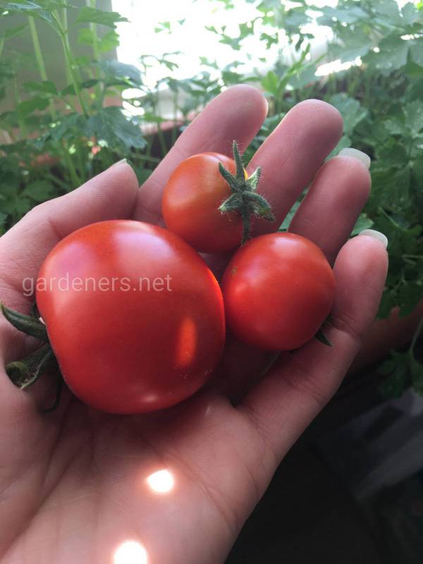 Як доглядати за томатами для отримання гарного врожаю?