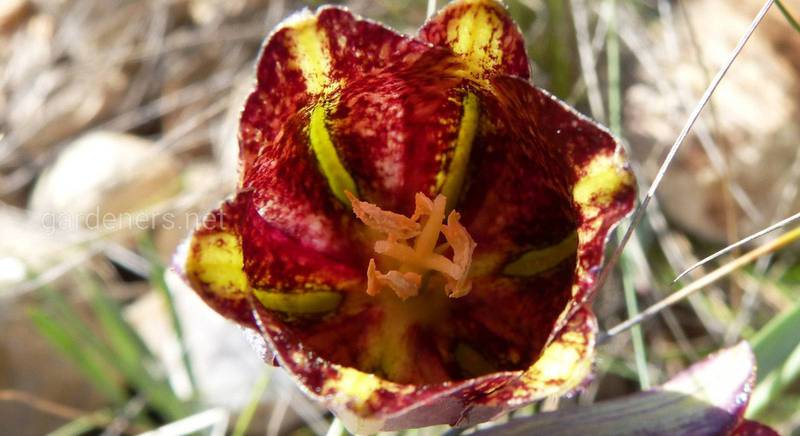 Рябчик: топ самых красочных видов цветка, напоминающий императорскую корону