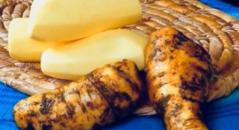 Что такое арракача? Что для нас картофель, то для латиноамериканцев арракача