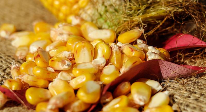 Посадка і догляд за розсадою кукурудзи