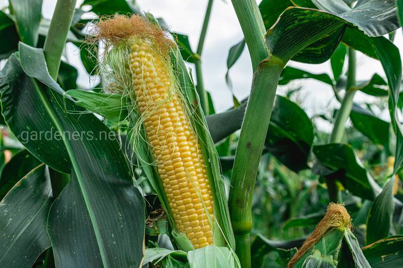 Интересное  о кукурузе 
