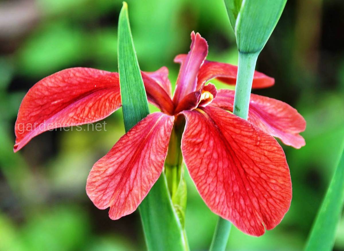 Iris Louisiana fulva