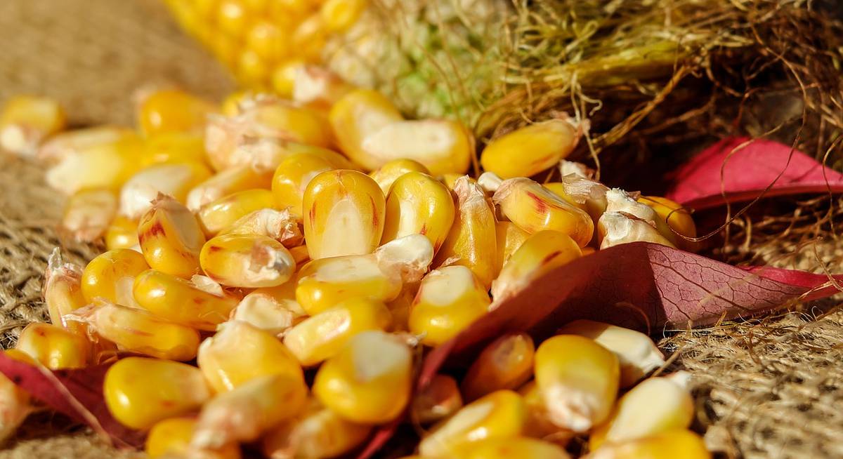 Кукуруза: правила посадки рассады