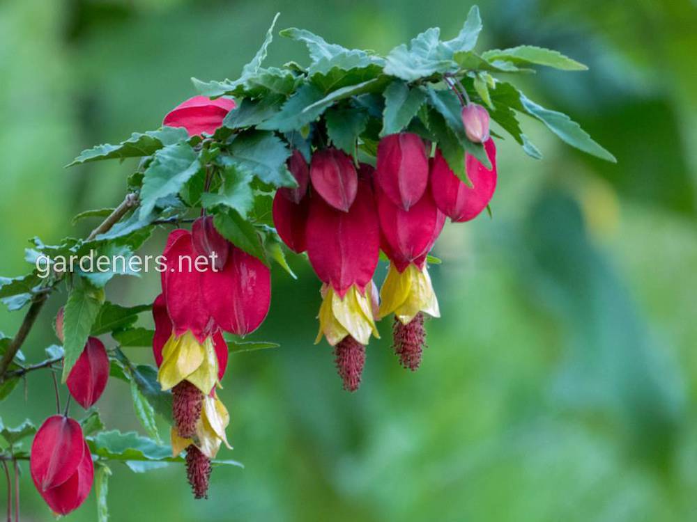 Abutilon megapotamicum