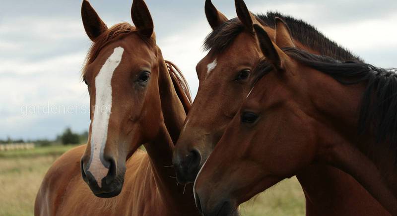 Описание основных мастей лошадей