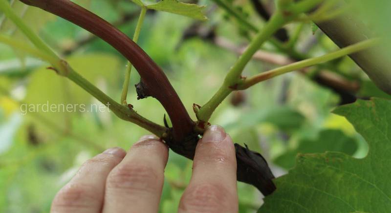 Нормирование виноградного куста гроздьями