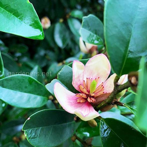 Magnolia figo