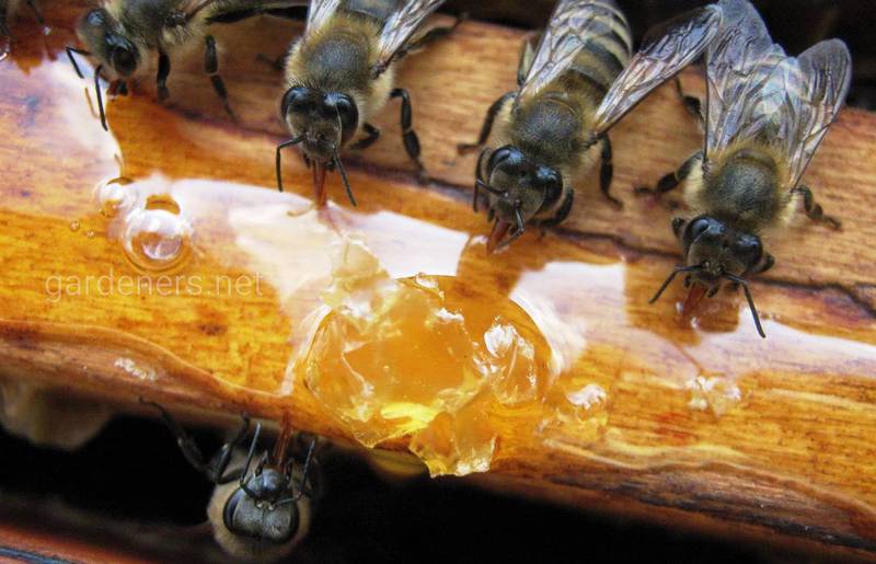 Варроа - большая опасность для пчел