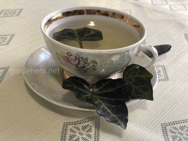 Чай з плюща - рецепти домашнього чаю та його вплив на здоров’я